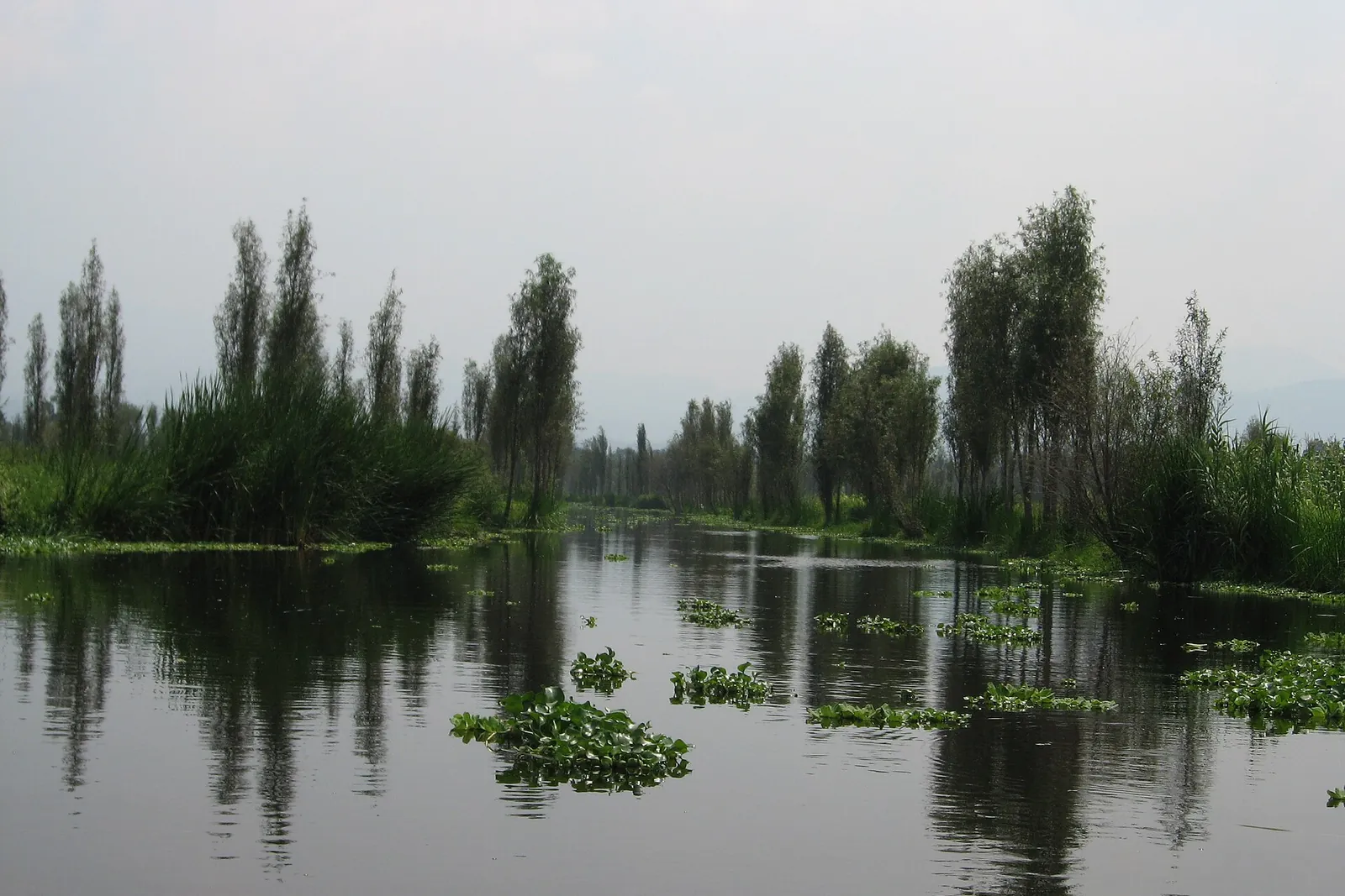 En kanal i Xochimilco, der løber mellem chinampas, med slanke træer på landbrugsøerne spejlet i vandet og flydende vandhyacint
