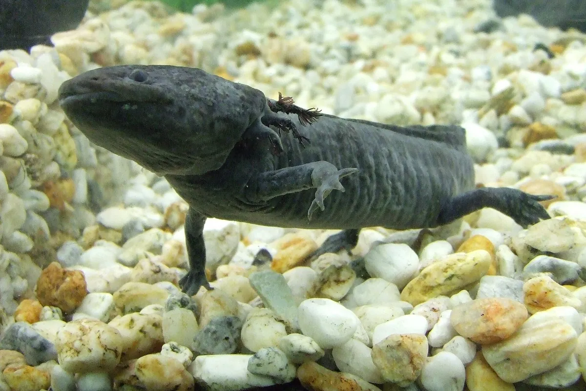 Tmavě šedý axolotl plave nad bledými oblázky v nádrži