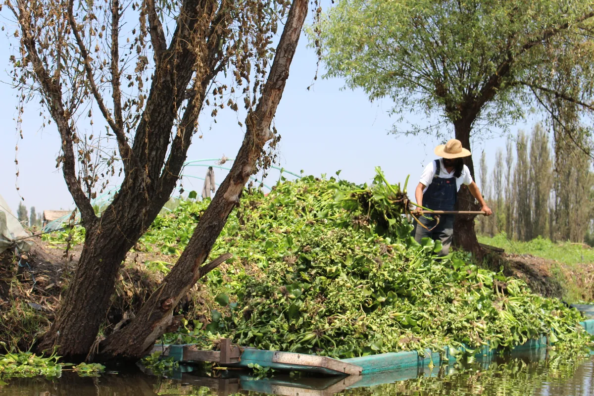 Rolnik pracujący na chinampie w Xochimilco, ze stertą zielonych roślin wodnych na brzegu i wierzbowymi drzewami nad głową