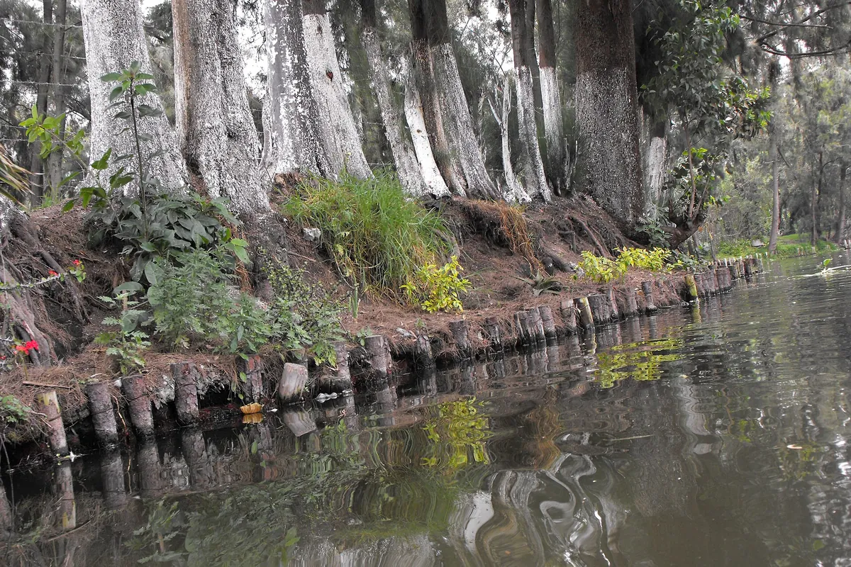Úzký kanál Xochimilco lemovaný vztyčenými kůly chinampy, břeh bahna a rostlin zpevněný kůly, se stromy nad sebou